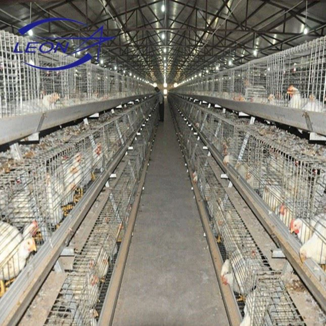 Broiler cage H type1