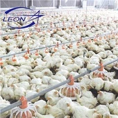 Peralatan Ladang Ayam Kawalan Pintar Automatik