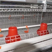 Sangkar Broilers Jenis H automatik baru untuk 2021