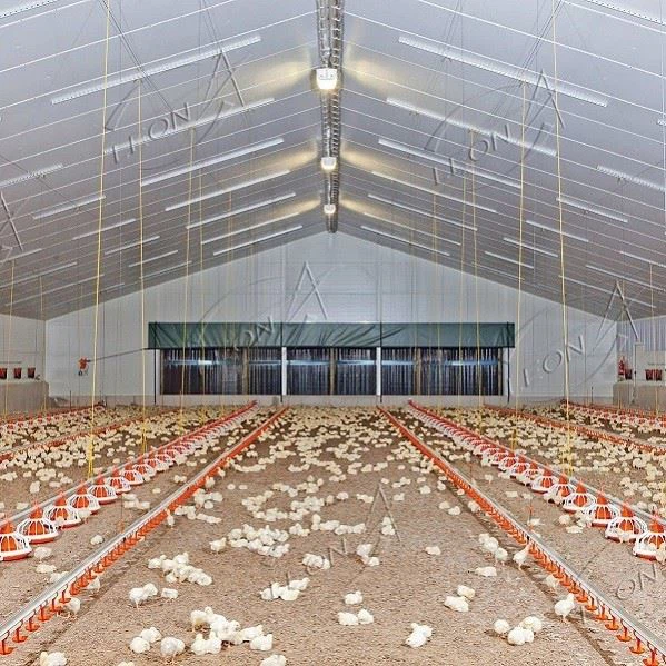 Broiler Floor Raising