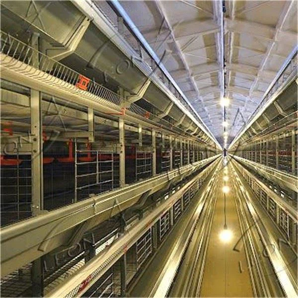 Htype Automatic Chicken Layer Cage