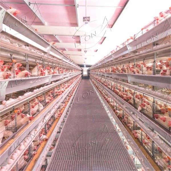 Htype Automatic Chicken Layer Cage
