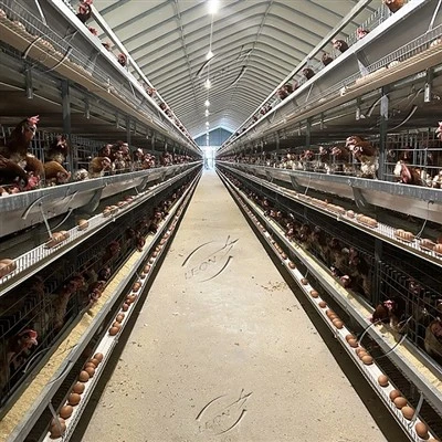 Sangkar Bateri Ayam Lapis Jenis H Automatik