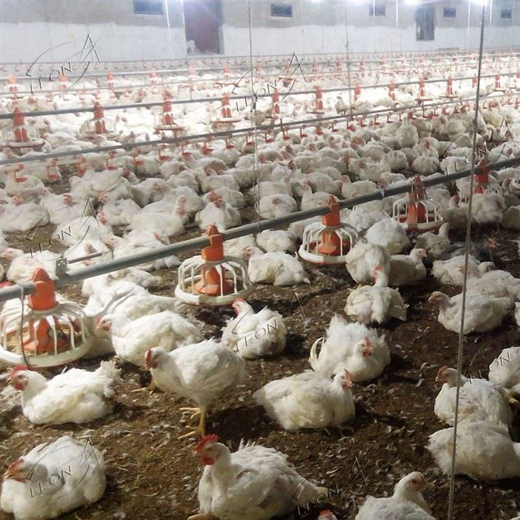 Poultry Equipment for Chicken Farm Poultry Equipment for Chicken Farm