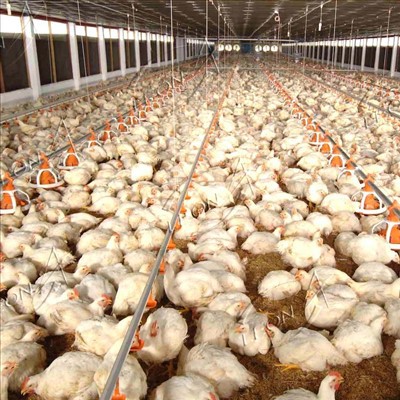 Sistem penjanaan tanah broiler automatik