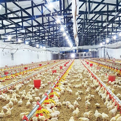 Sistem menaikkan tanah untuk broiler