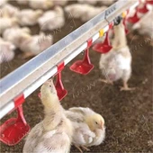 Sistem Minum Ayam Automatik